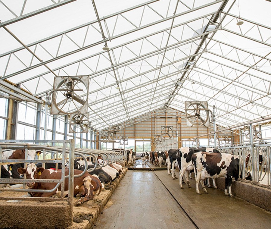 未标题-2_0003_cattle shed (2)