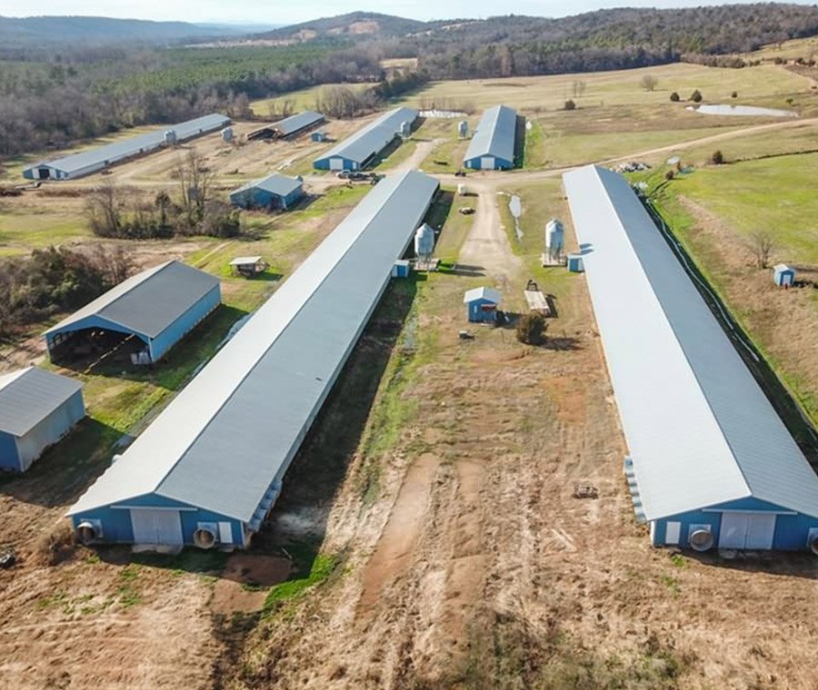 未标题-3_0001_5chicken