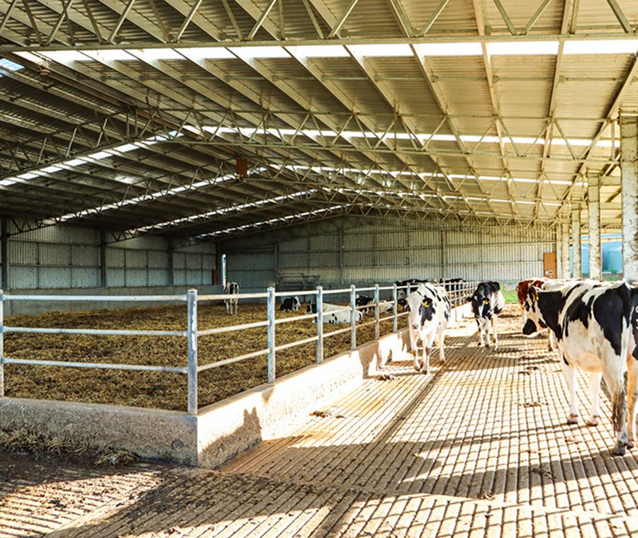 未标题-2_0001_cattle shed (1)