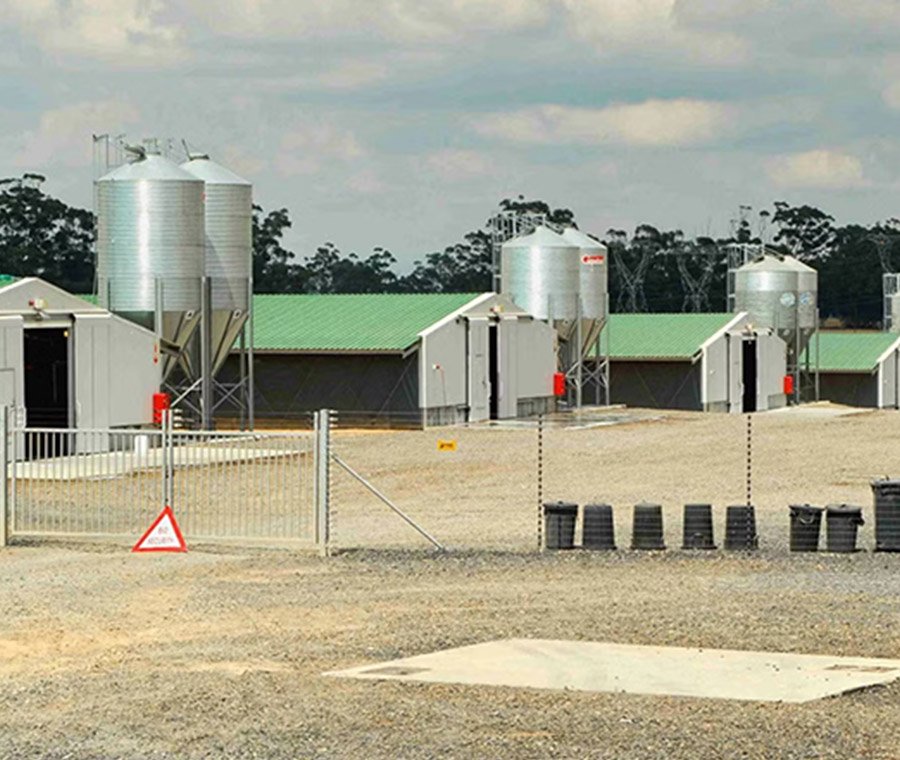 未标题-3_0003_chicken6