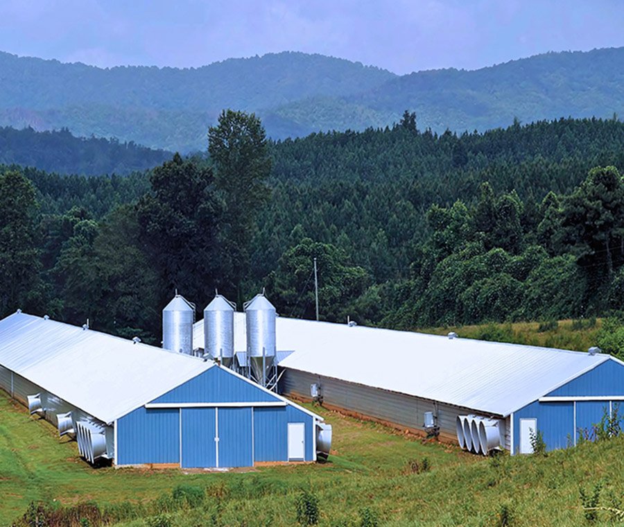 未标题-3_0000_Chicken farm 1