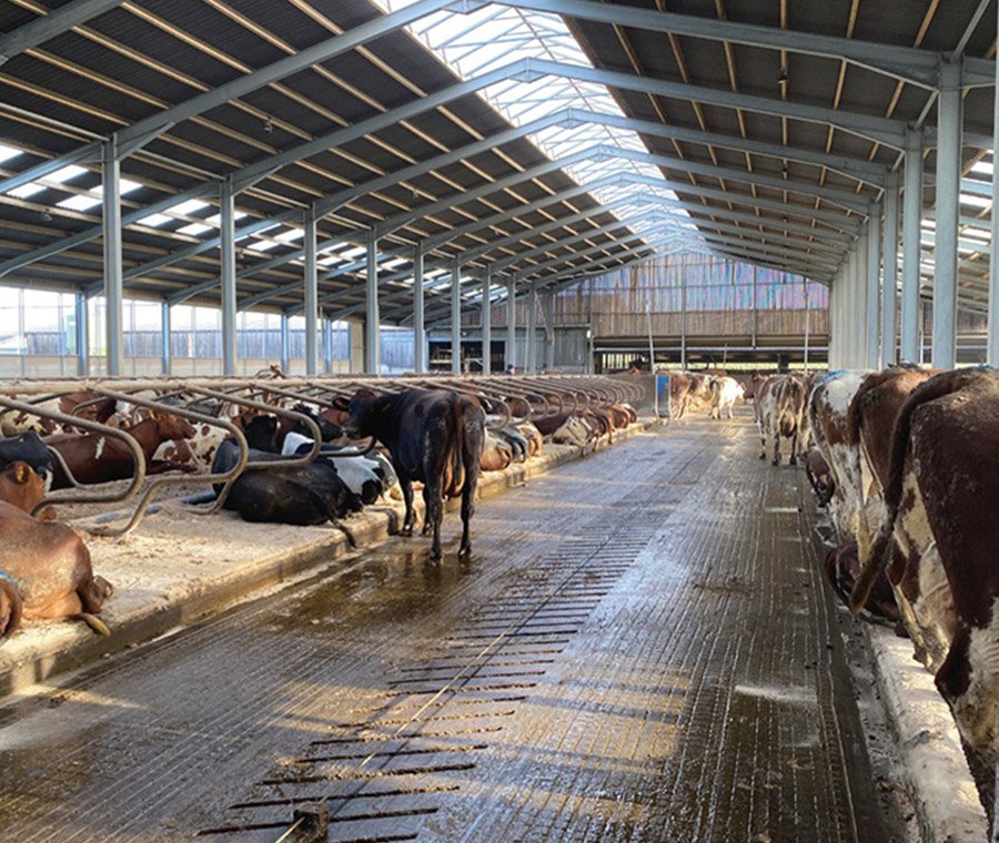 未标题-2_0000_cattle shed (1)