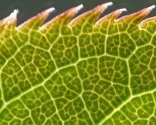 Plant Tissue