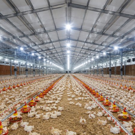Steel Structure Poultry House