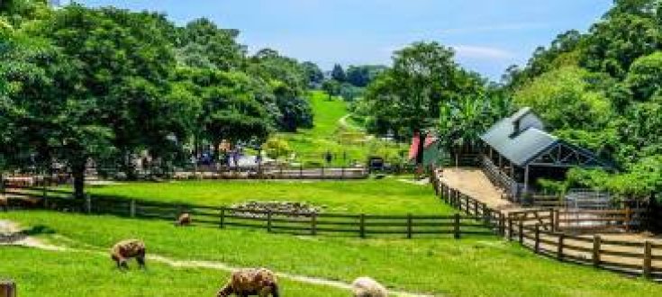 The Uses Of Magnesium Fertilizer In Agriculture