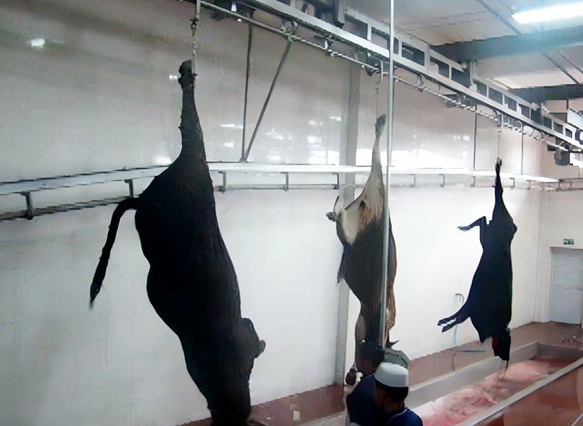 Bleeding Hanging Conveyor