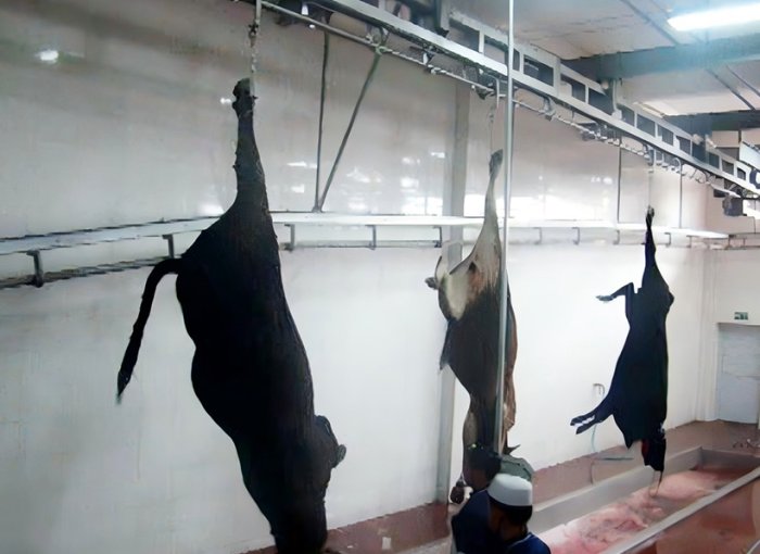 Bleeding Hanging Conveyor