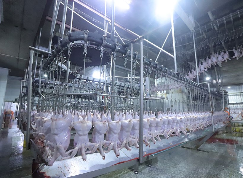 Bleeding Conveyor Line