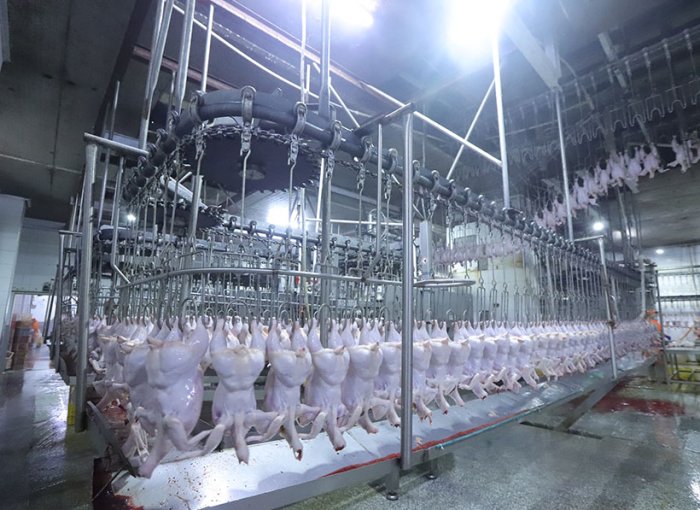 Bleeding Conveyor Line