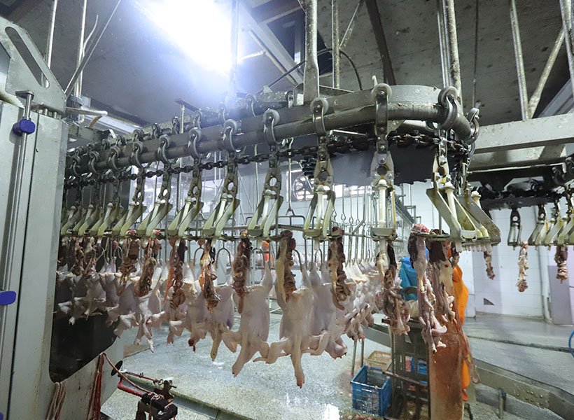 Evisceration Conveyor