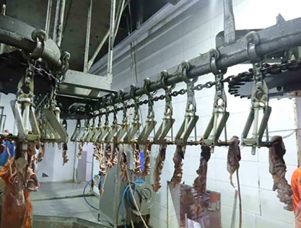 Chicken Processing