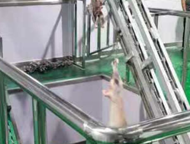 Viscera Processing