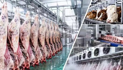 The Impact of Automated Cattle Slaughter Lines on Export Meat Quality: A Guide to International Standards