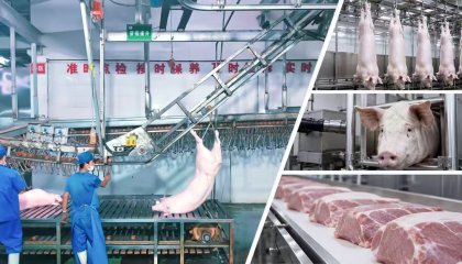HIGH-EFFICIENCY PORK SLAUGHTER LINE SOLUTIONS: OPTIMIZING YIELD AND HYGIENE FOR EXPORT-GRADE PROCESSING