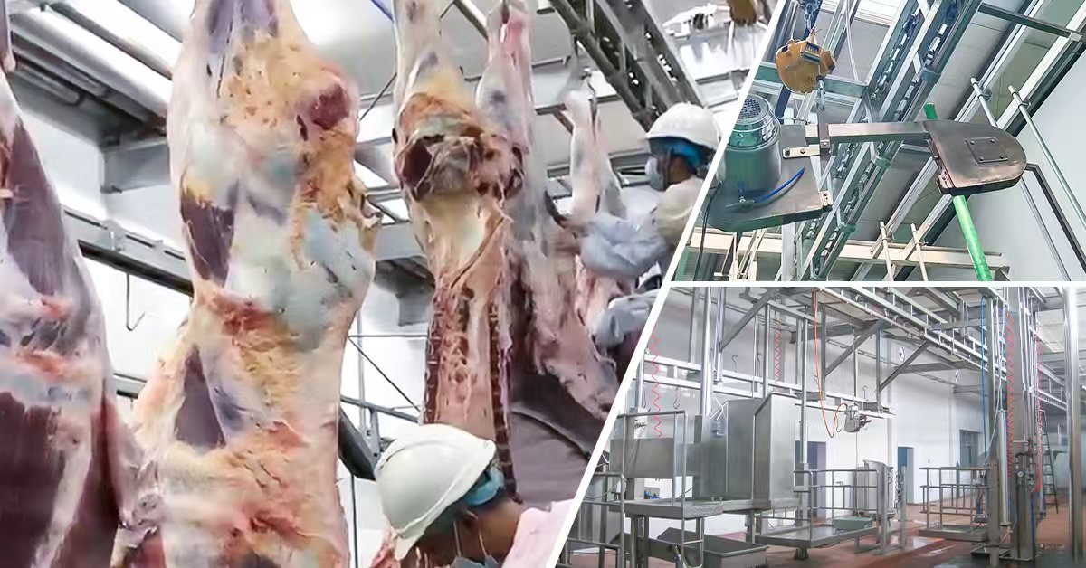 Cattle slaughter line with precision splitting saw and overhead hanging conveyor system for export-grade beef processing by Henger Technology