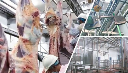 Cattle Slaughter Line Solutions: Precision Processing for Halal Compliance and Export-Grade Beef