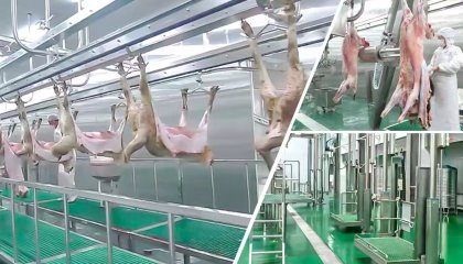 Sheep & Goat Slaughter Line Solutions: From Live Animal Handling to Export-Ready Lamb