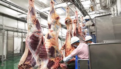 Splitting Saw Selection for Cattle Carcass Processing: Precision Cutting and Yield Optimization