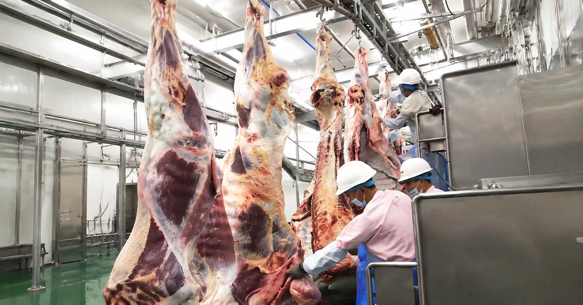 Henger Technology splitting saw in South Africa cattle slaughter line 300 head per day facility real shot