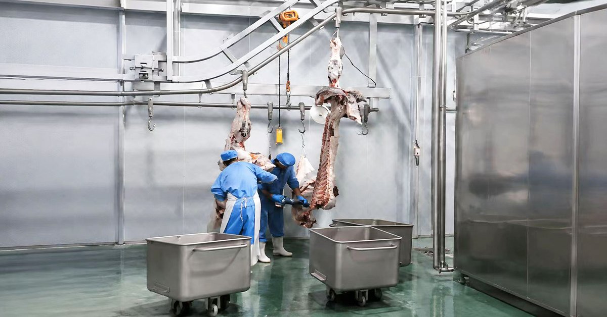 Henger Technology splitting saw in operation at cattle carcass processing line workshop real shot