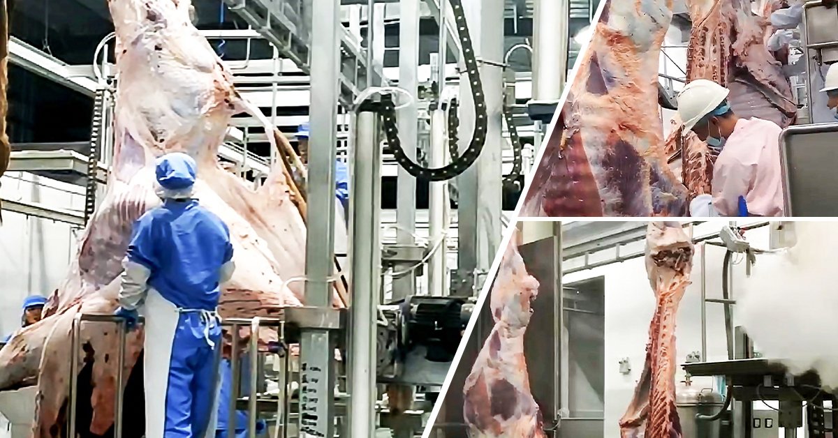 Henger Technology capacity planned slaughter line in South Africa cattle facility real shot
