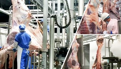 How to Plan Slaughter Line Capacity: Equipment Configuration Guide for Small to Industrial-Scale Plants