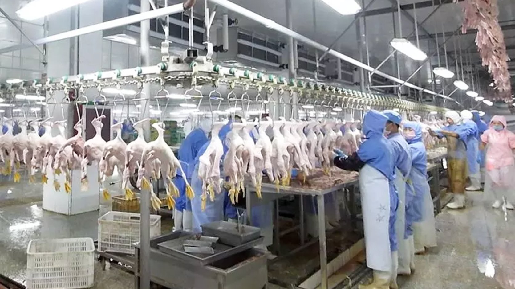 Henger Technology chilling cutting and packaging equipment at Venezuela poultry plant 5000 birds per day line workshop real shot