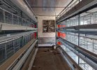 _0005_Automated layer hen cages1