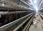 _0000_Automated layer hen cages6