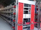 _0006_Automated layer hen cages