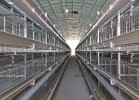 _0004_Automated layer hen cages2