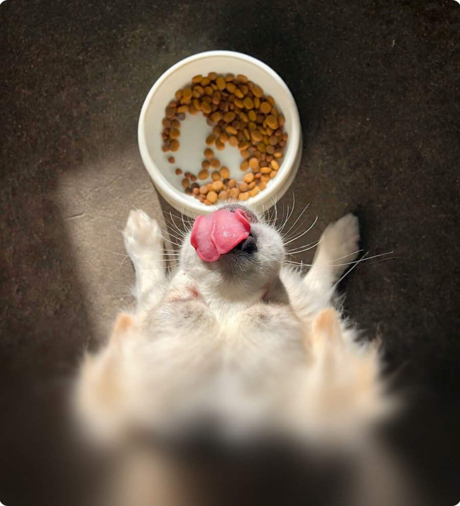 SAFE AND DELICIOUS, PET FOOD