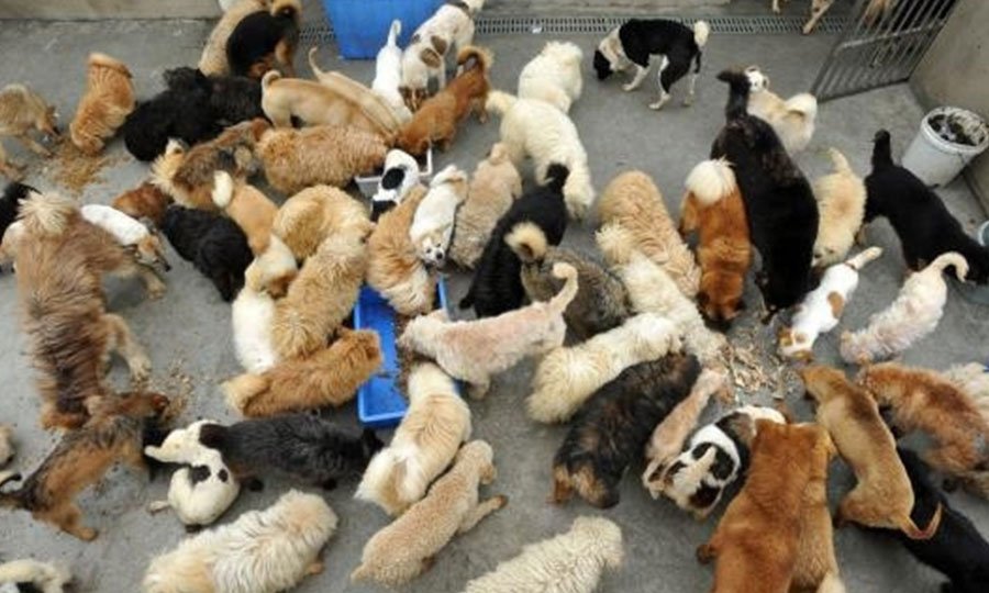 Warm Guardian, Walking with Love