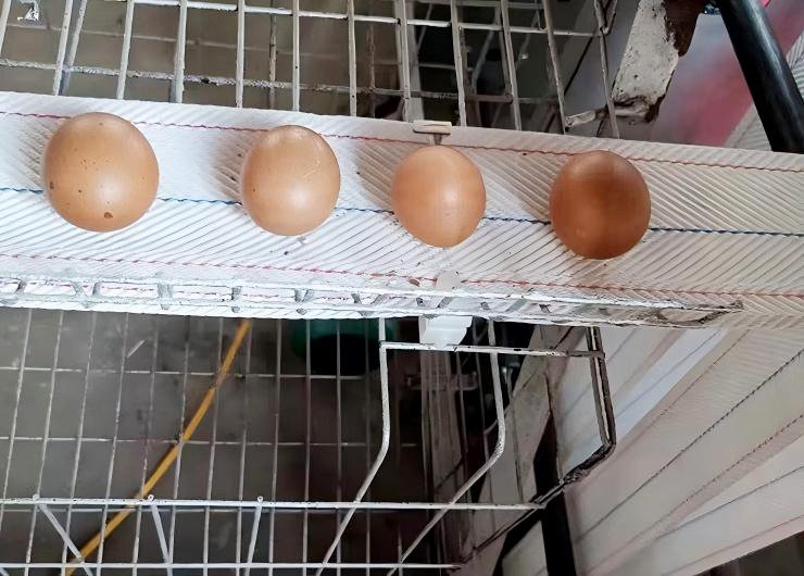 Egg collection belt