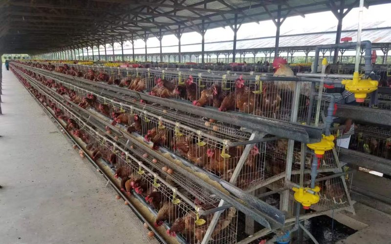 Indonesia Poultry Farm Automated Manure Removal & Waste Management Project