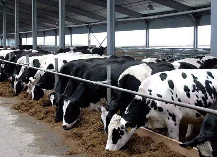 未标题-1_0000_steel-cow-shed-dairy-farm-3 (1)
