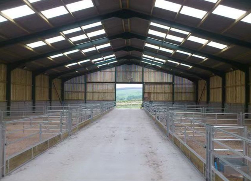 未标题-1_0002_steel-cow-shed-dairy-farm-3 (3)