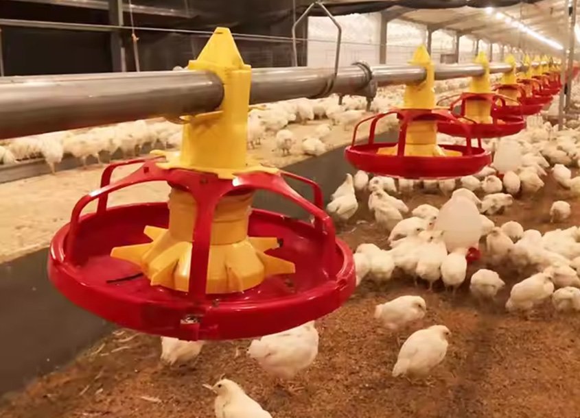 未标题-1_0000_steel-chicken-house-8 (1)