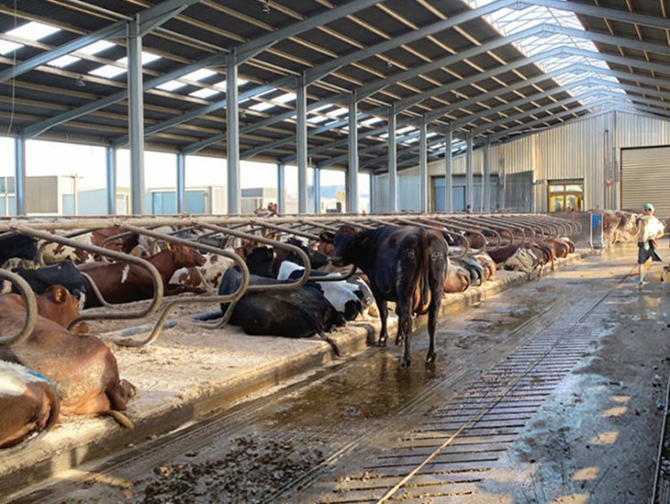 Prefabricated Steel Structure Cow Shed | Commercial Cattle Barn for Middle East & Africa
