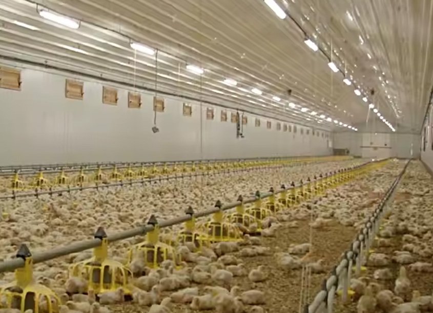 未标题-1_0001_steel-chicken-house-12 (2)