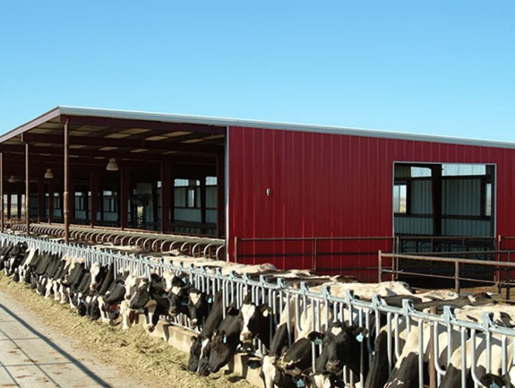 Prefab Steel Structure Cow Shed Cattle Dairy Farm Shed