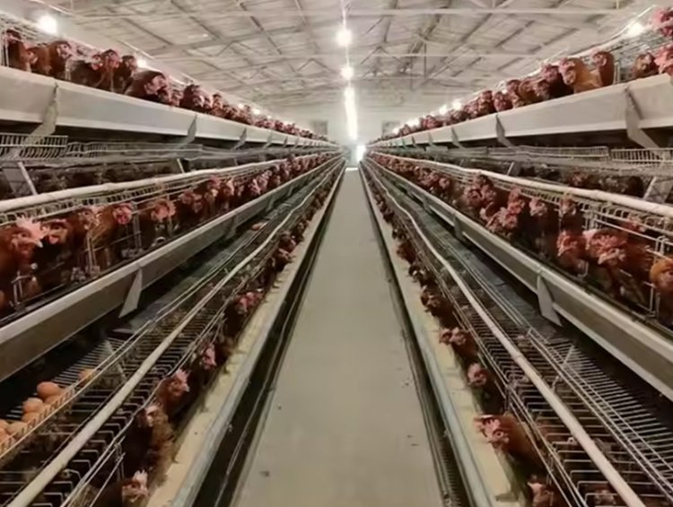 Corrosion-Resistant Steel Poultry House | Coastal & Arid Region Chicken House