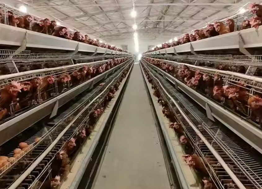 未标题-1_0000_steel-chicken-house-10 (1)