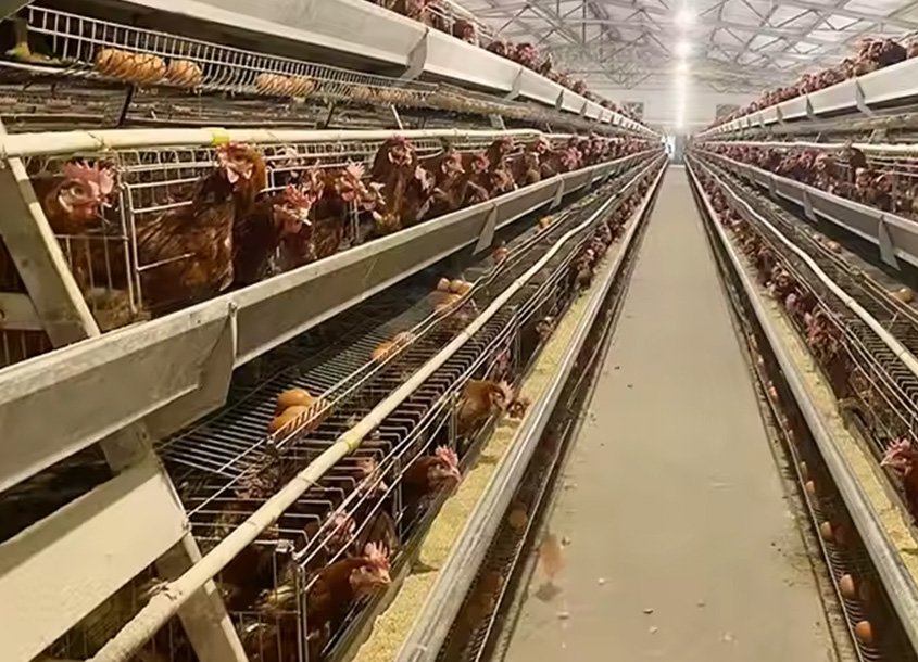 未标题-1_0001_steel-chicken-house-10 (2)