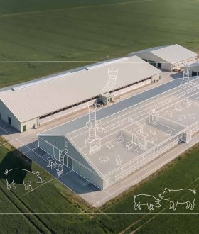 Welfare-First Livestock Solutions for Healthier Pigs, Happier Farms