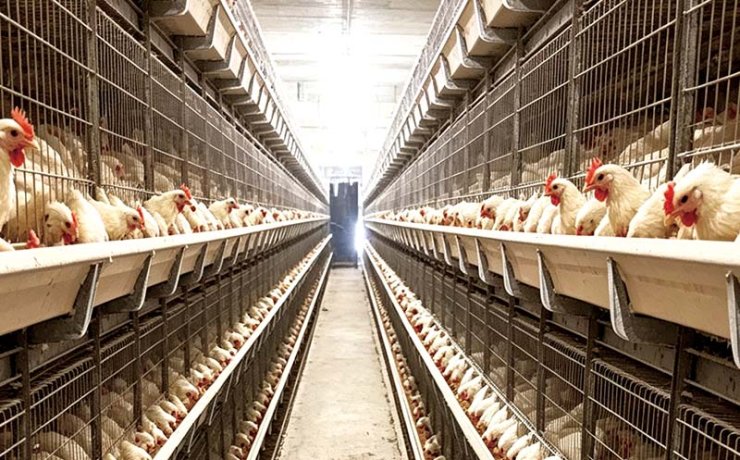 Broiler Farming