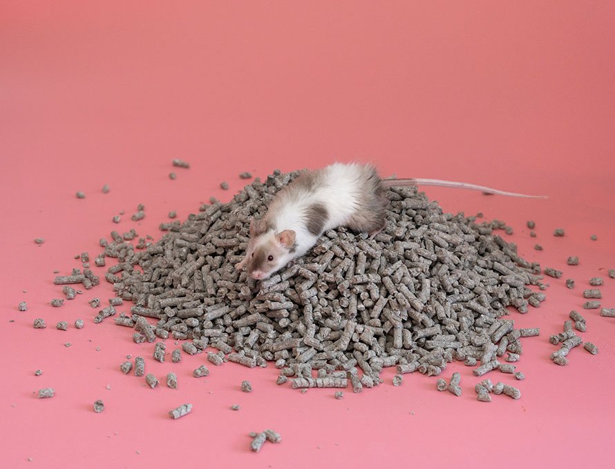 Newspaper paper pet litter