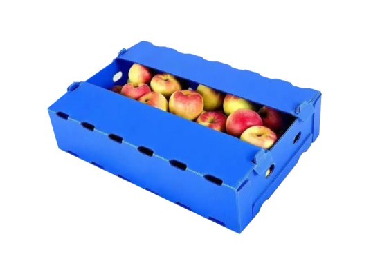 Cajas de plástico PP para envasar fruta