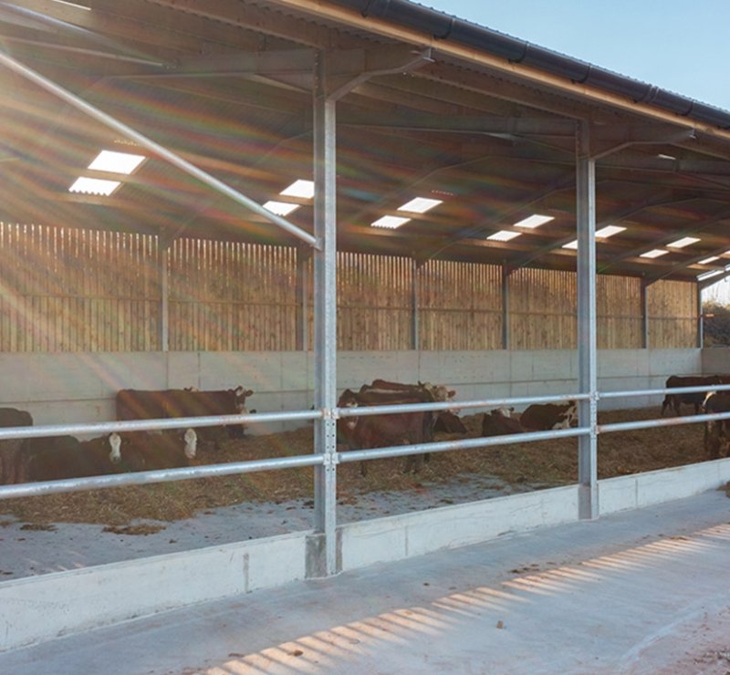 Étable à vaches en structure métallique, étable à portique métallique préfabriquée, élevage bovin, maison pour vaches