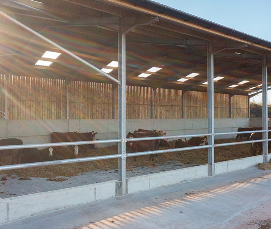 Étable à vaches en structure métallique, étable à portique métallique préfabriquée, élevage bovin, maison pour vaches